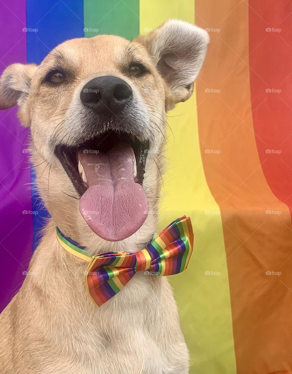 Dog wearing a rainbow bow tie against a rainbow background 