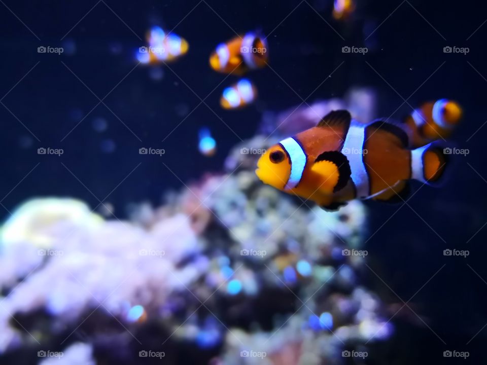 Clown fish