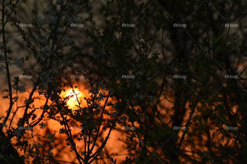 sunset behind trees