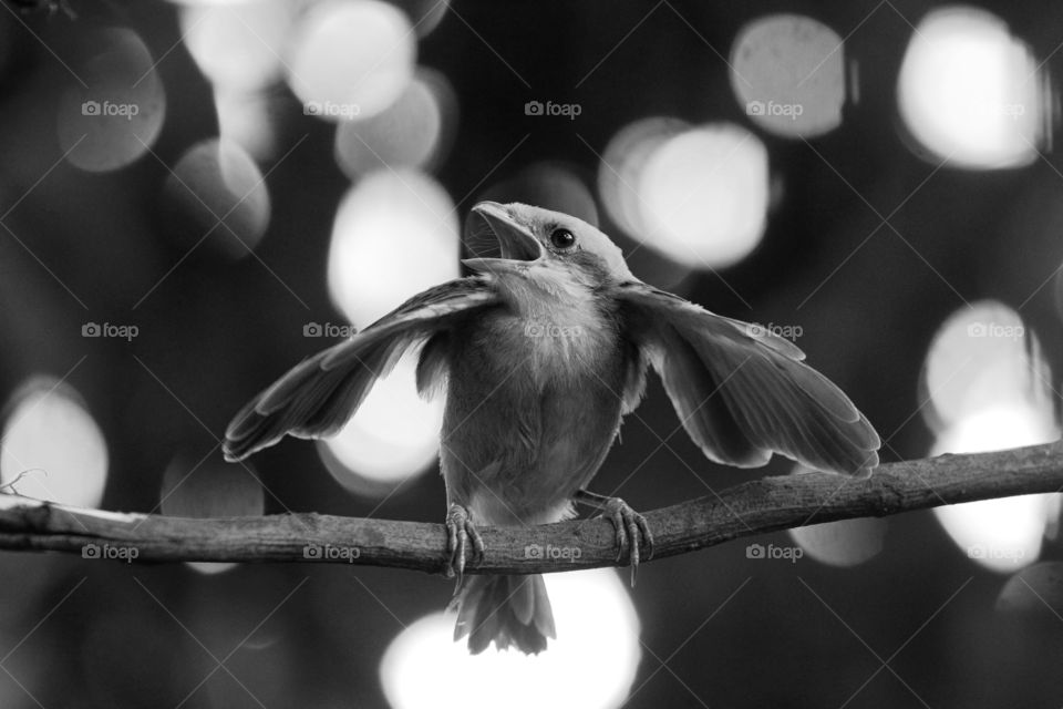 A little birds (Lanius Schach)