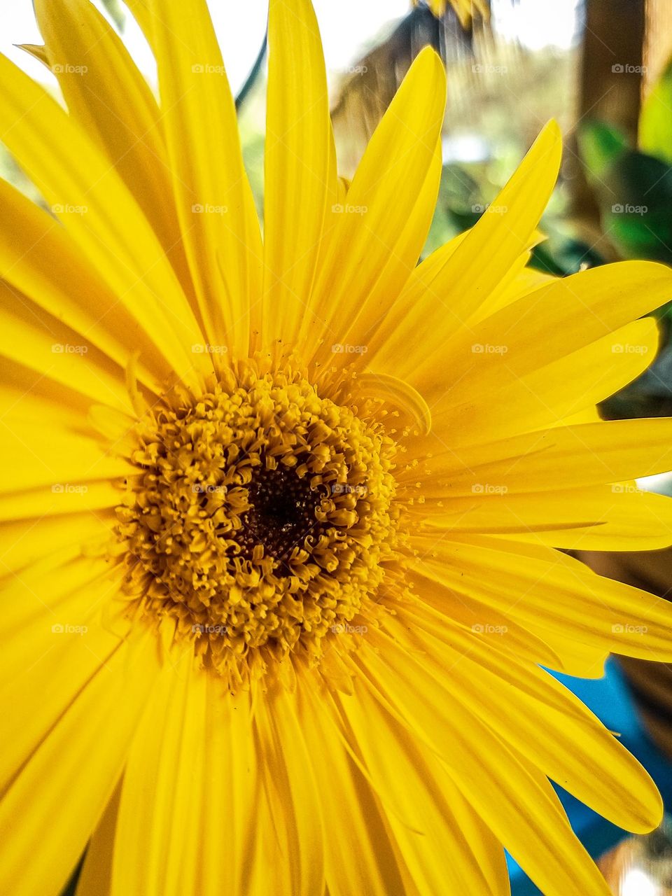 Macro view of a blooming yellow daisy. Lines and patterns are visible