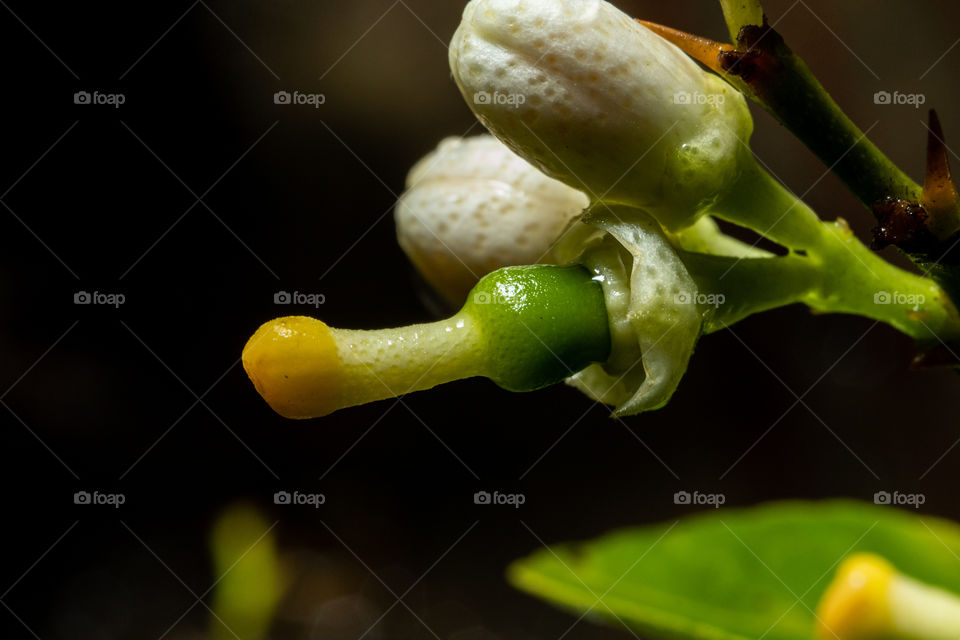 Lemon Blossom