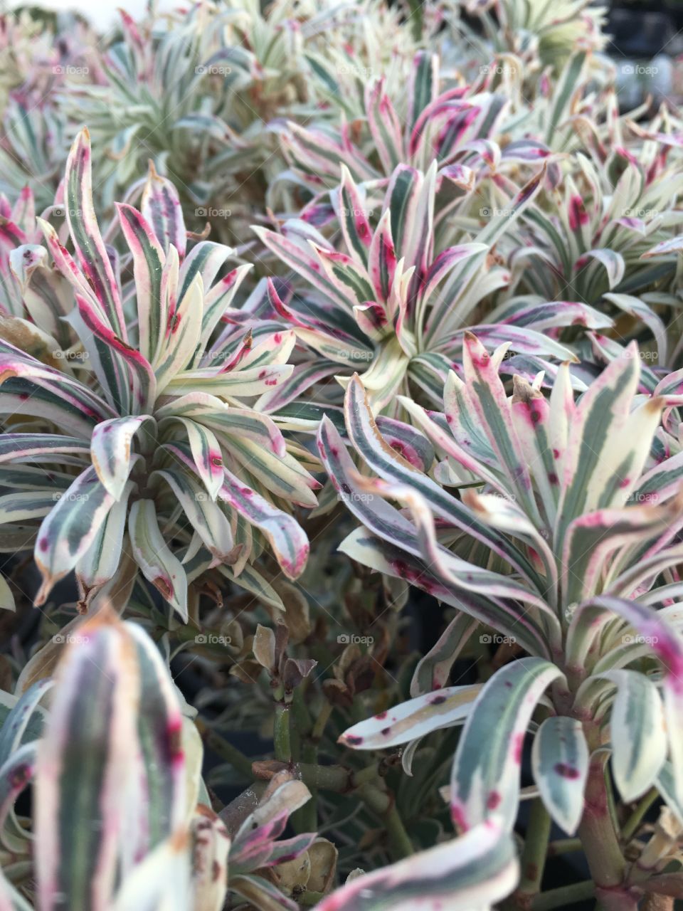 Perennial variegated euphorbia with splash of fall color