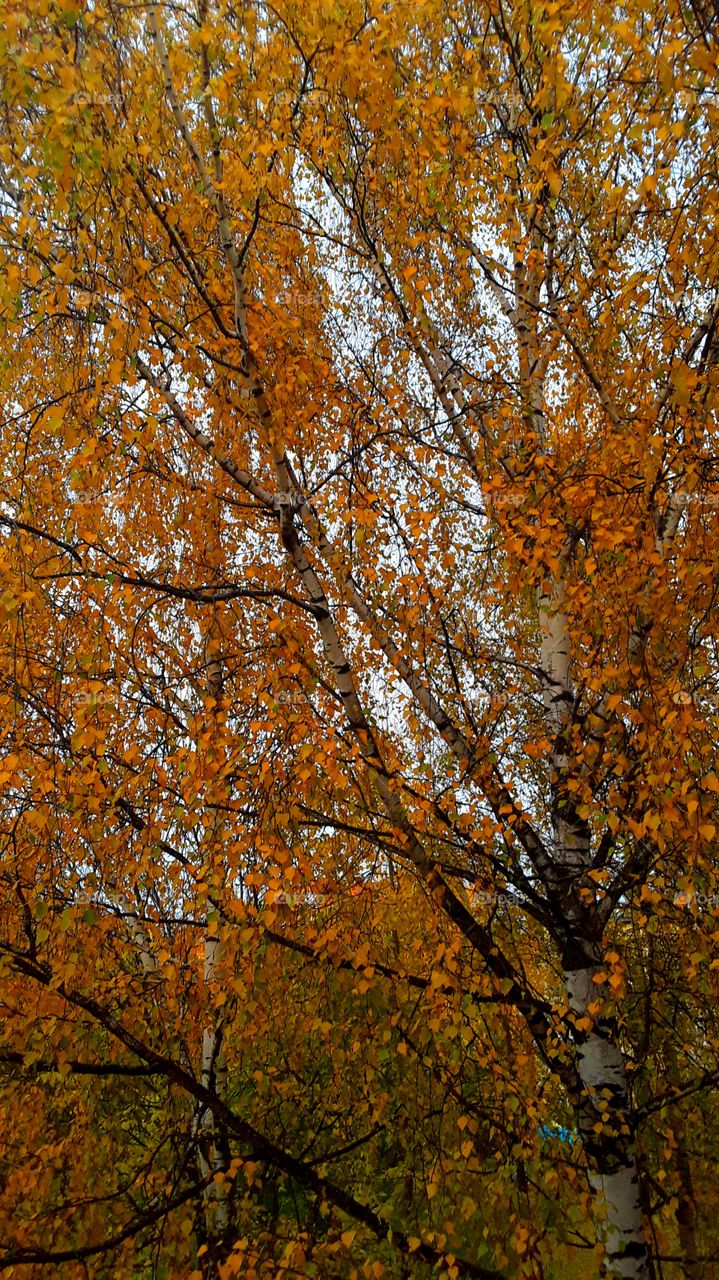 autumn from the window