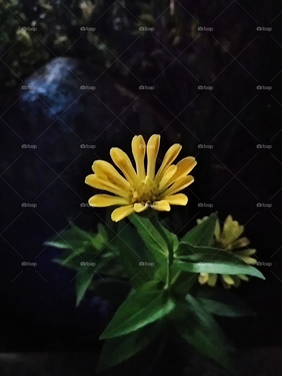 Yellow flower plants