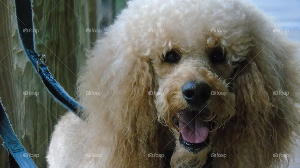 cropped closeup of Inquisitive large Poodle with wood on background