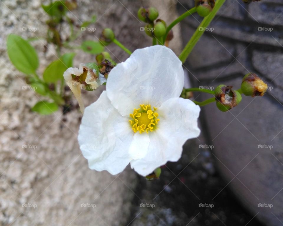 White flower on the park