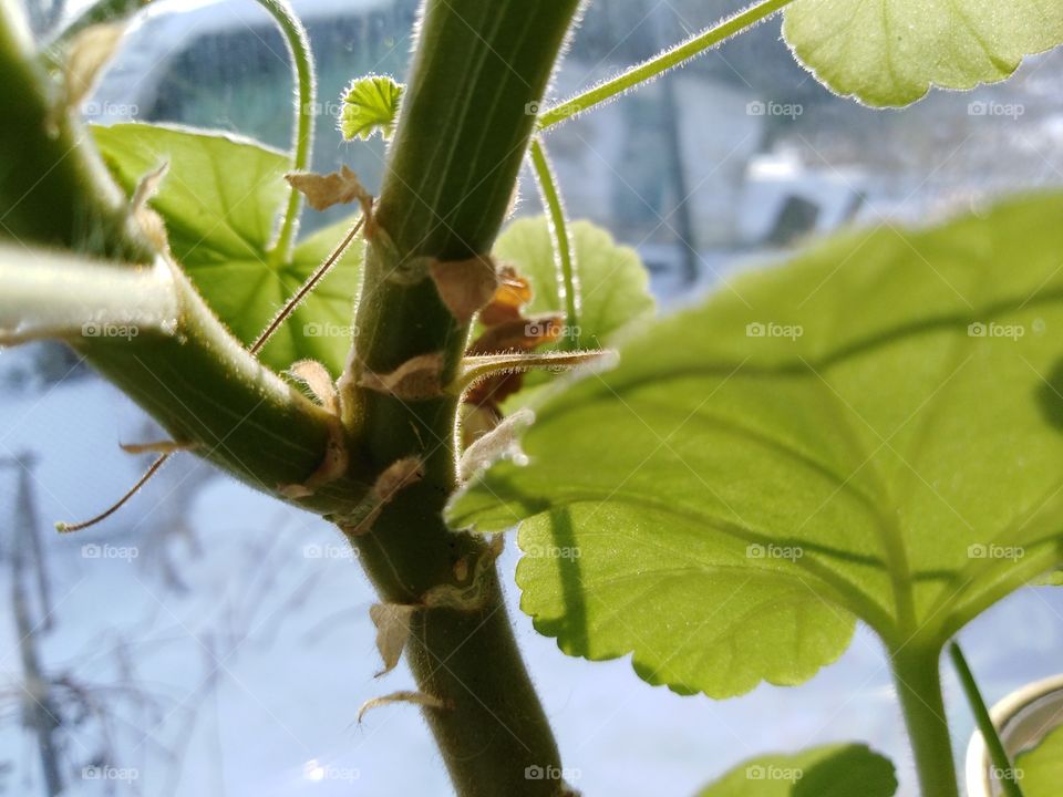 Plants tree fabruary