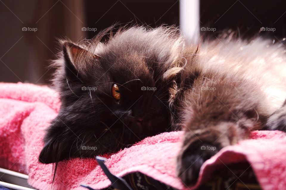British longhair black cat
