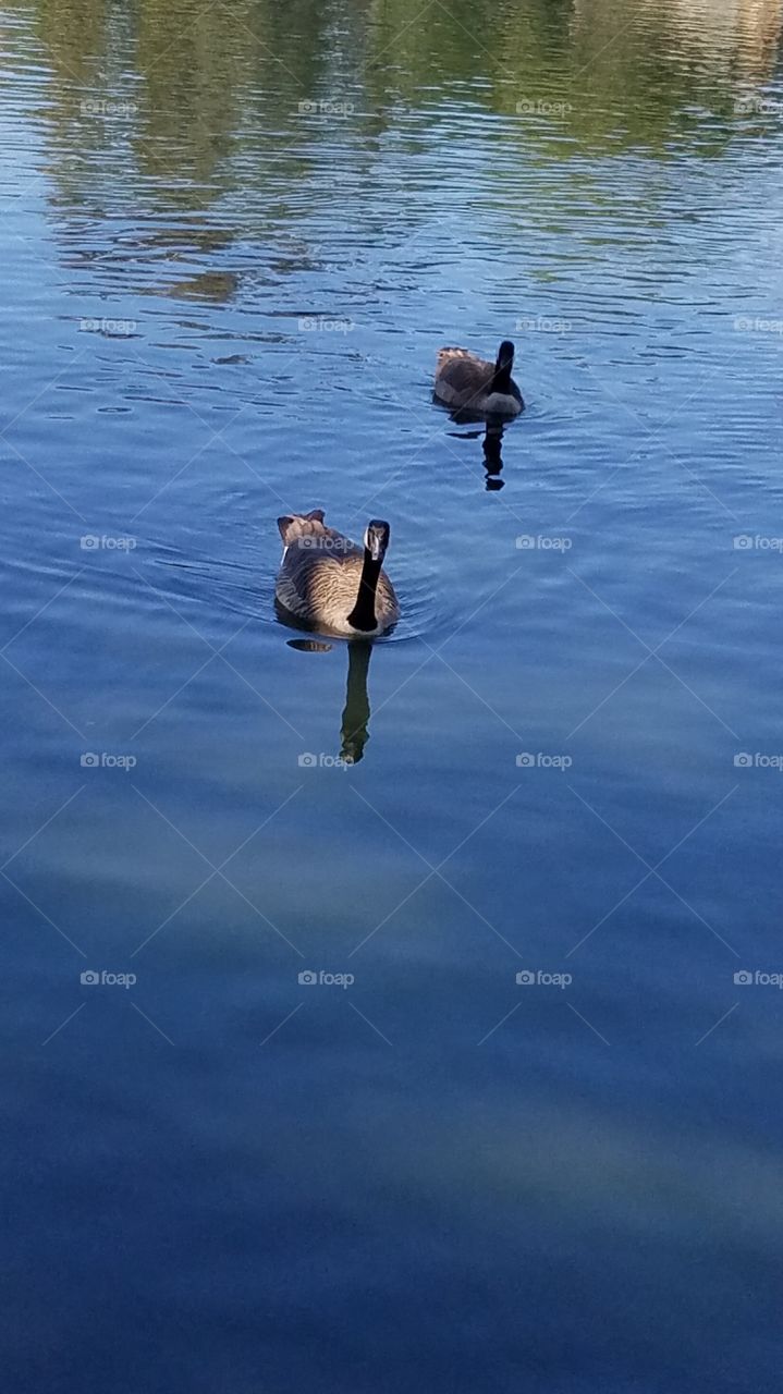 swimming geese