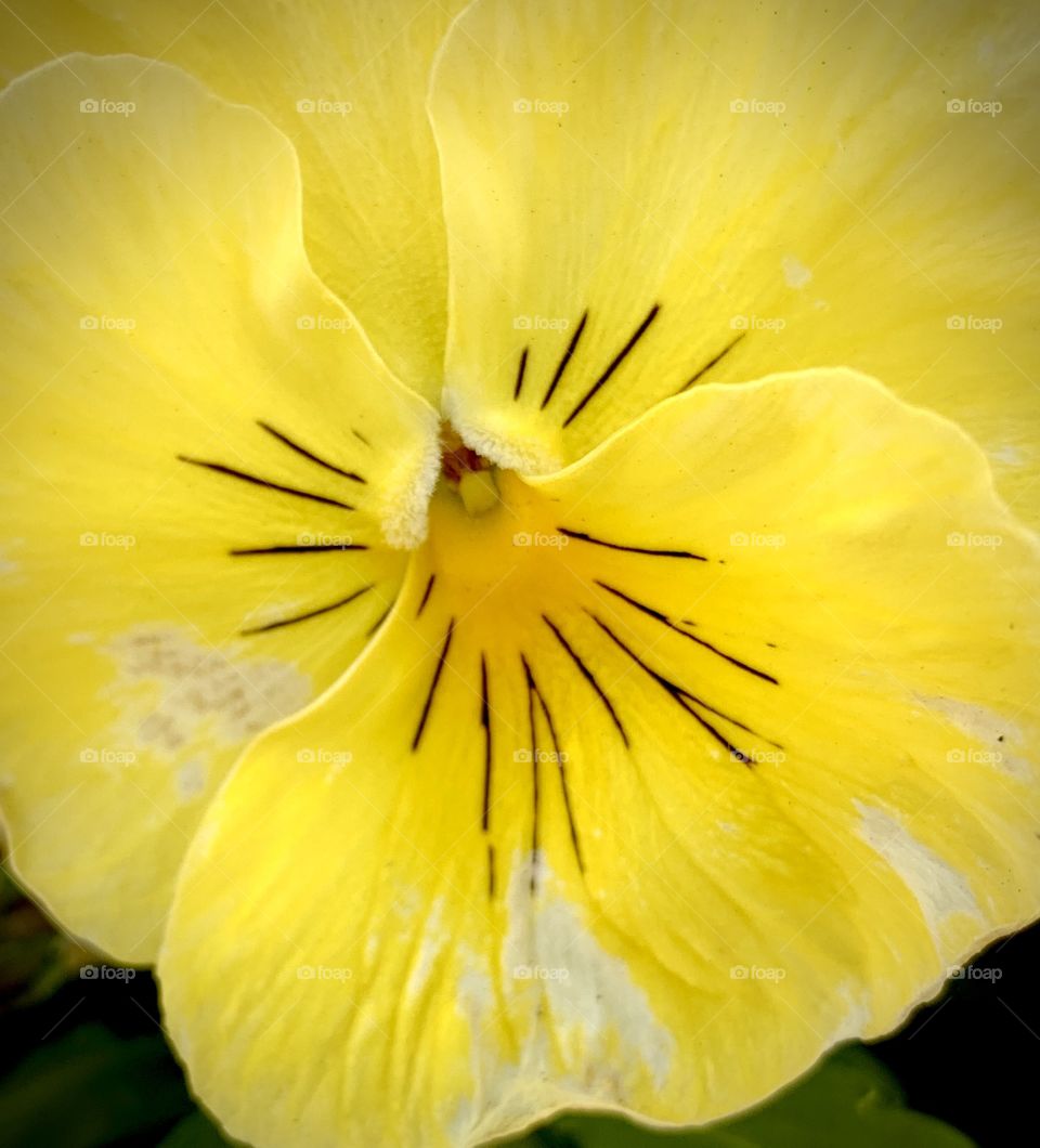 Pansy Closeup