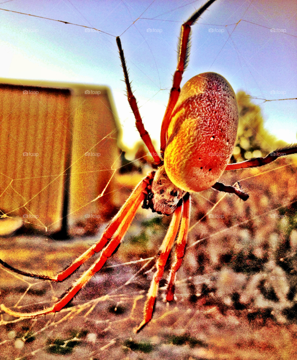 western australia web spider bite by gdyiudt