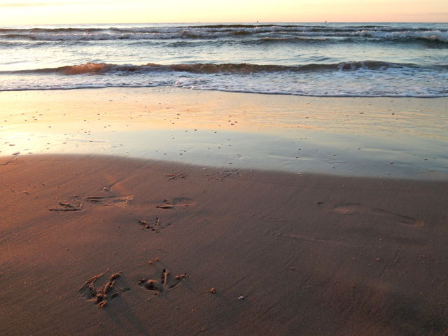 Traces of a bird walking on the sand