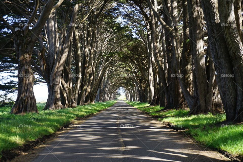 Cypress tree tunnel 