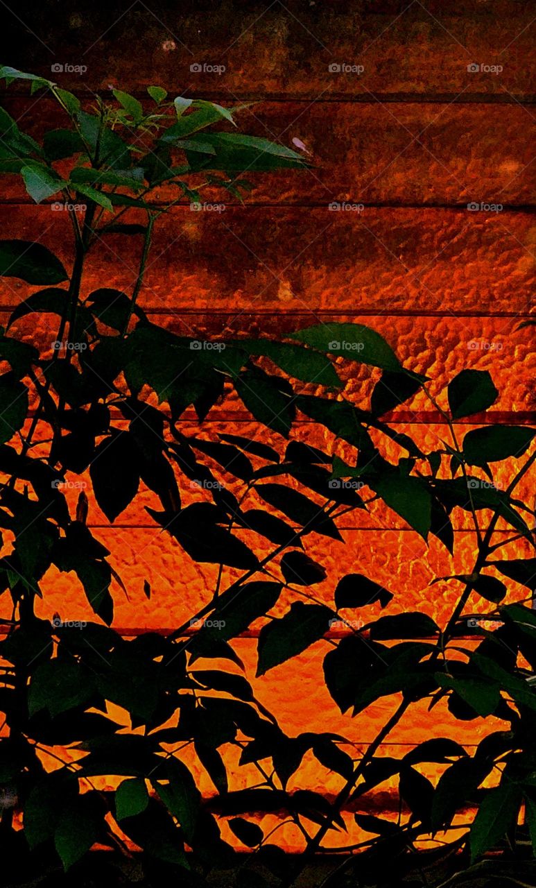 Strong,  vibrant red glass with branches in the foreground. It creates a striking contrast between nature and man-made elements. It's beauty of the natural world against a bold, contemporary background.