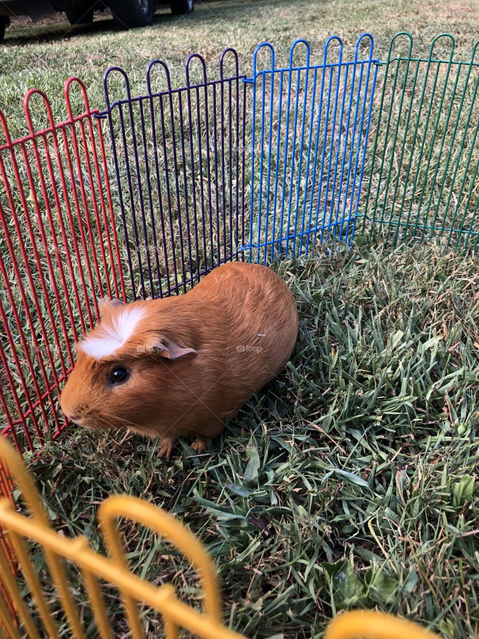 Piggy enjoying the outdoors