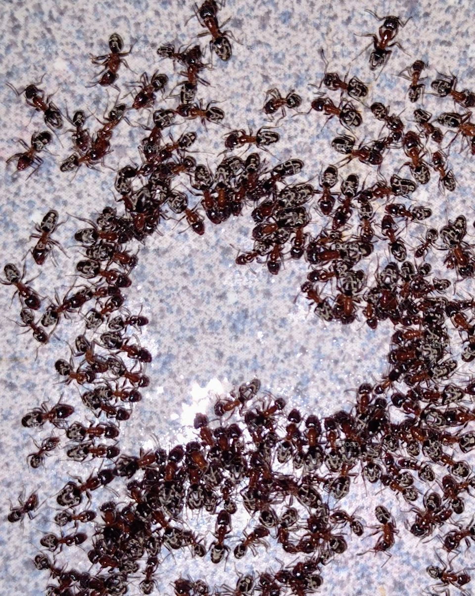 marching ant's