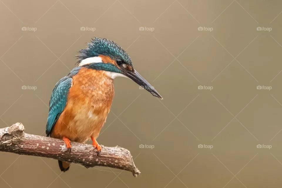 Beauty colors 