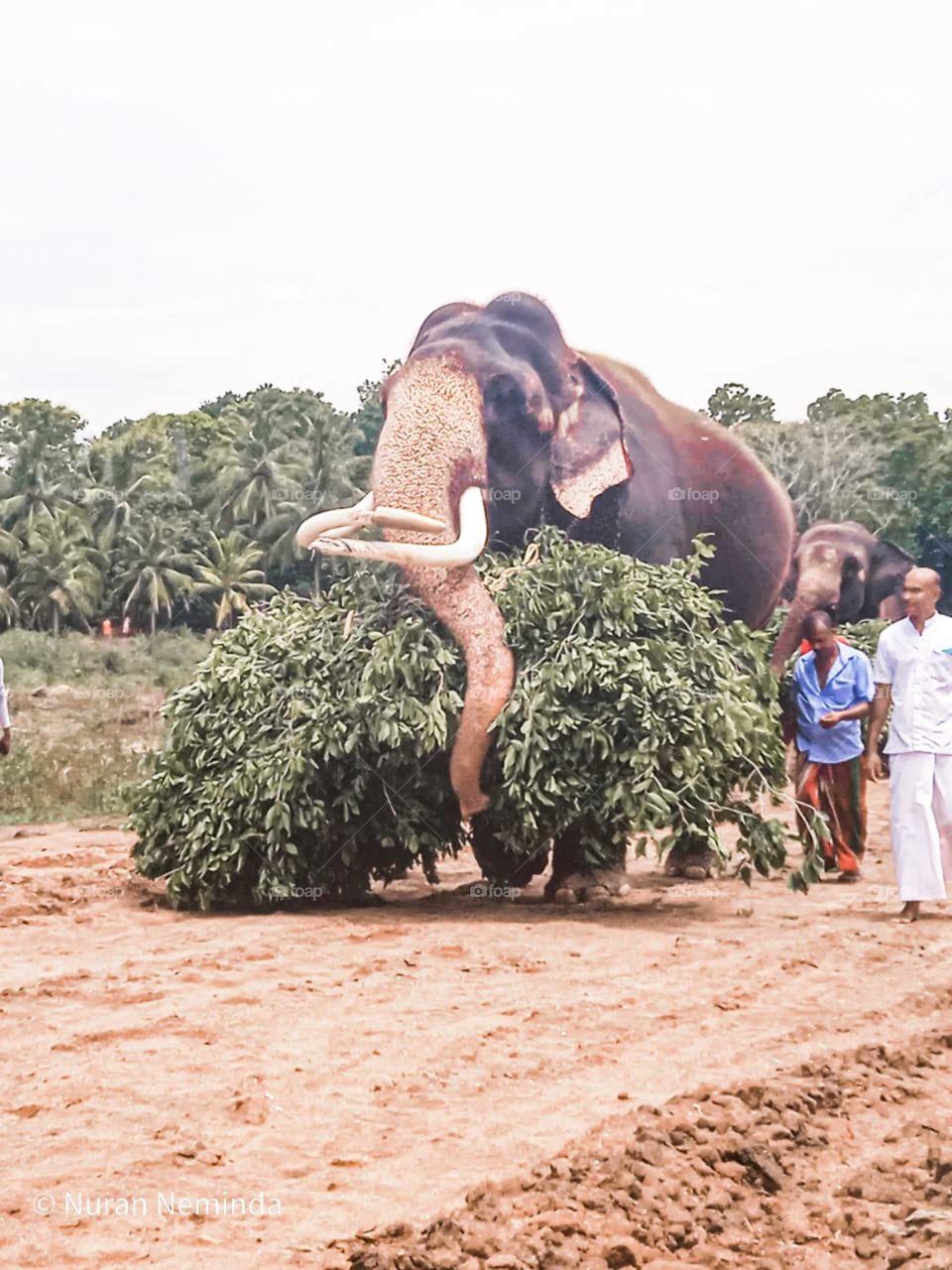 The elephant in sri lanka