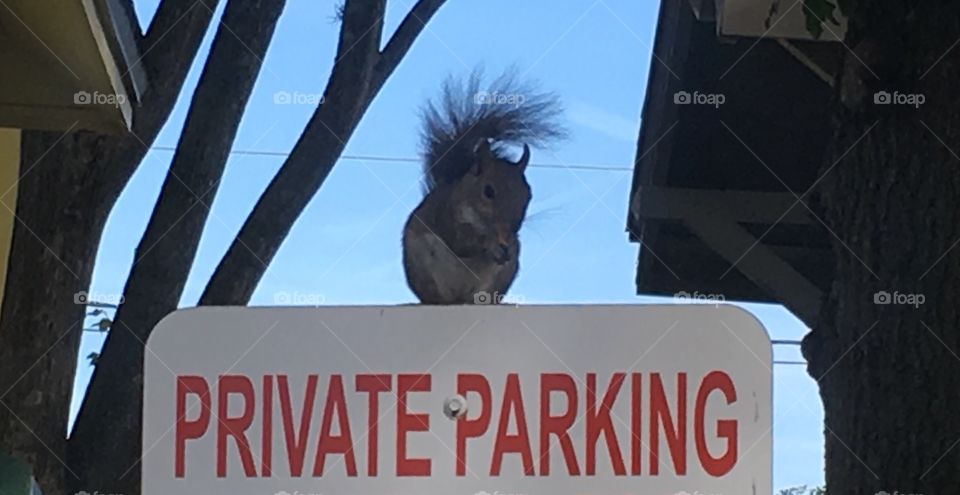 Does he have a permit?