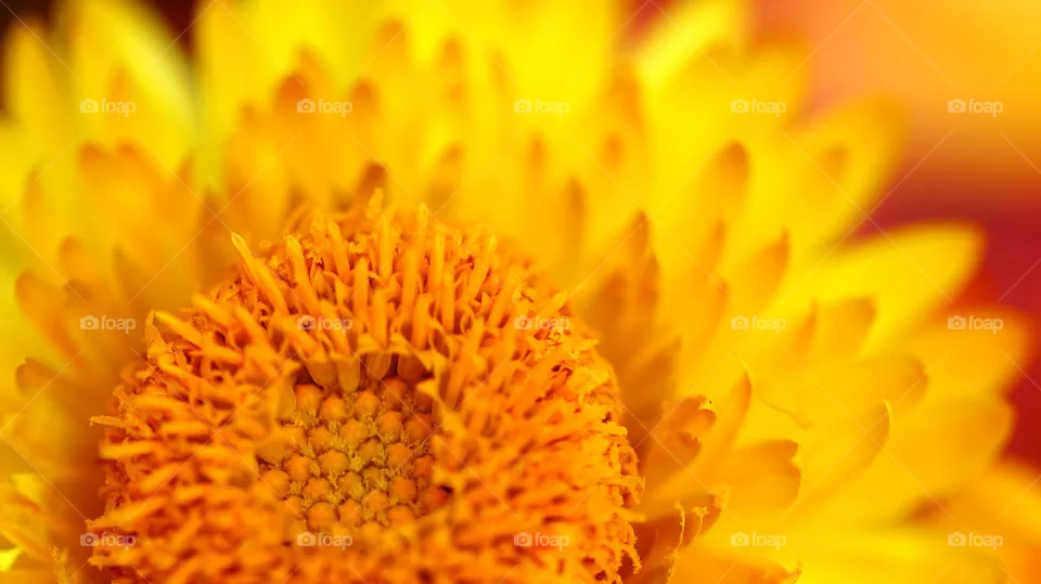 Macroaufnahme einer Blüte in gelb