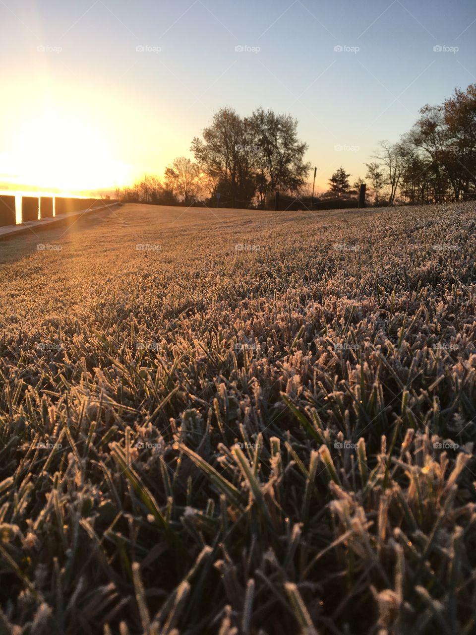 Frost grass