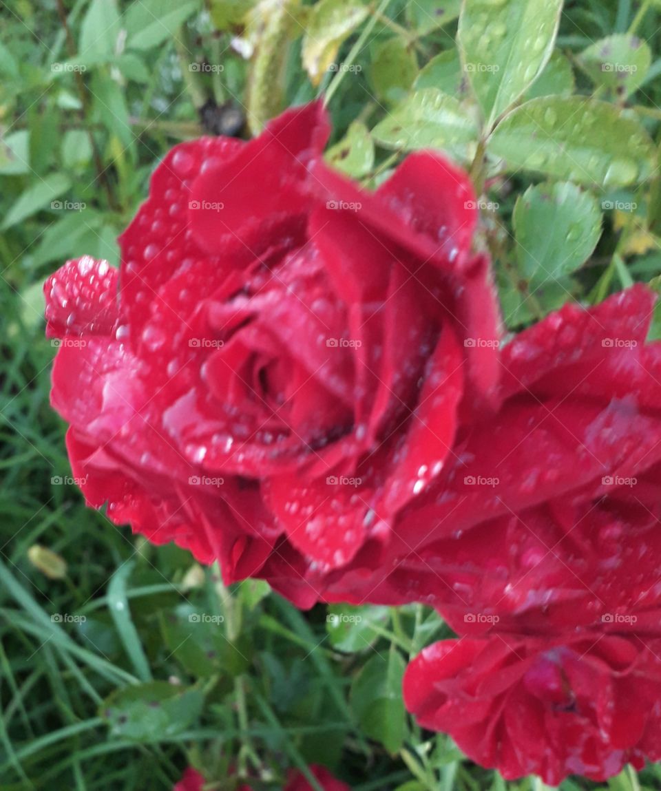 red rose after rain