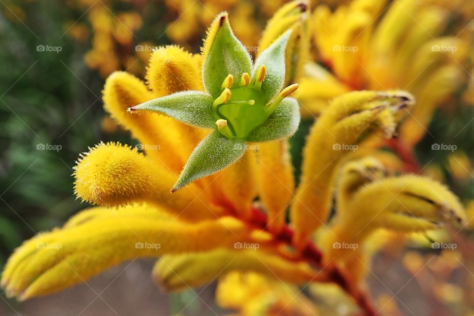 Yellow brightness of this growing plant shows us how beauty happens in the smallest things! Our nature is the master of existence.