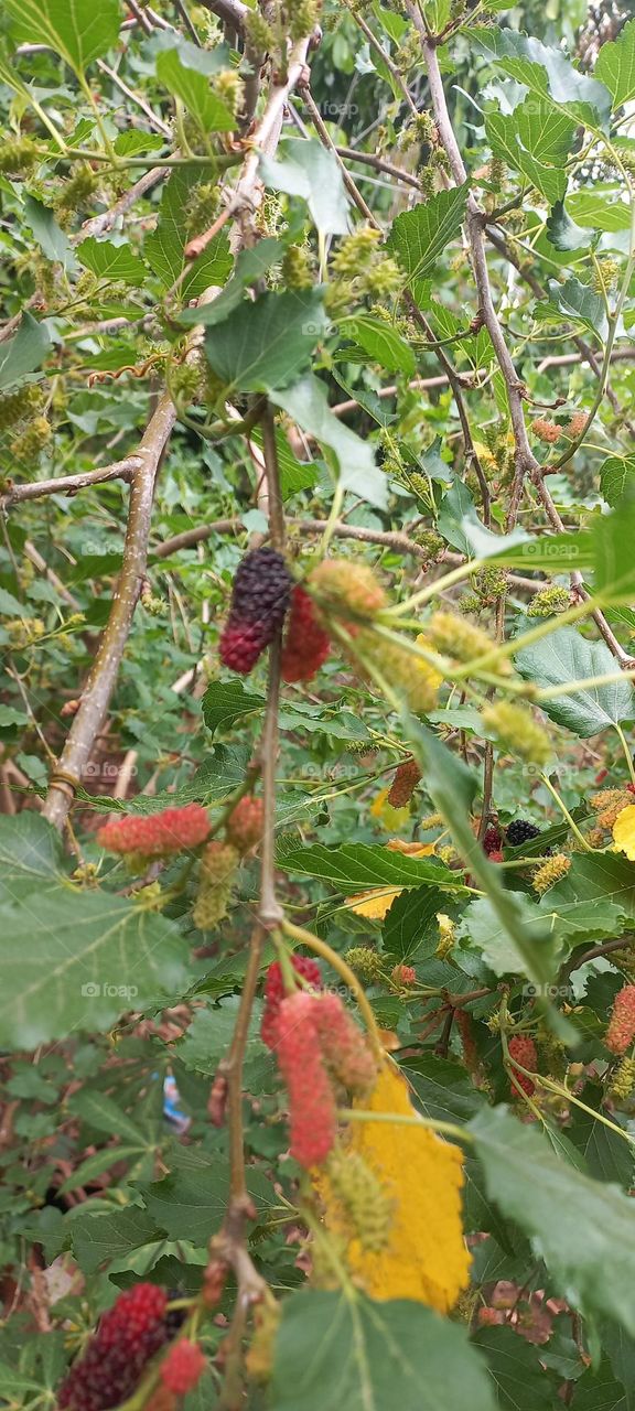 Strawberry is a type of berry that grows in many wild forests. These berries have a sweet taste