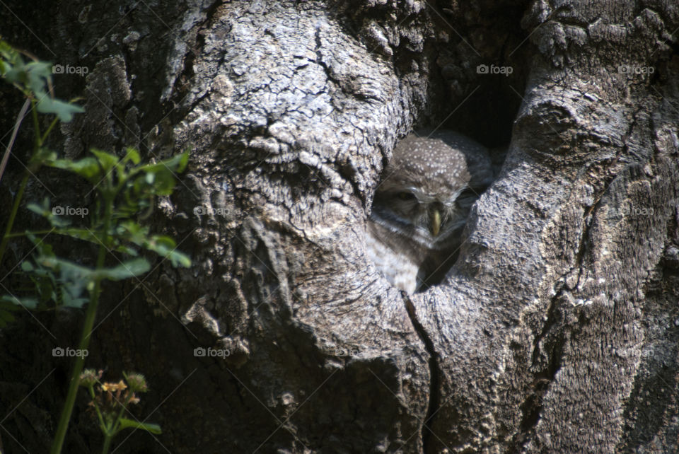 Little owl enjoying the sun - hiding when voices heard - cutie pie - made my day at the nature park.
