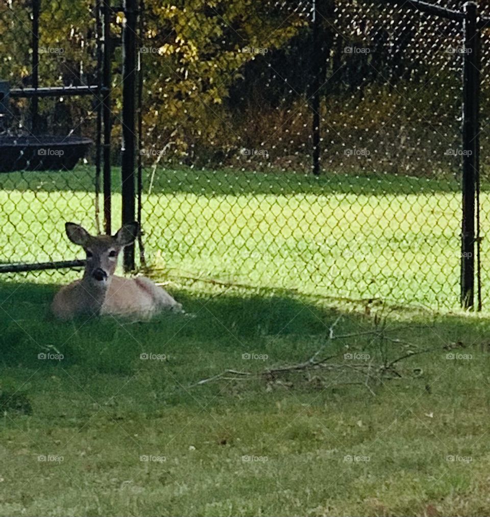 Deer laying by a fence