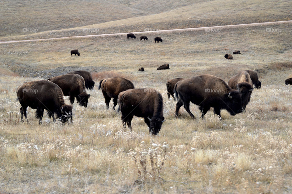 Bison graze in Custer State Park, South Dakota. 