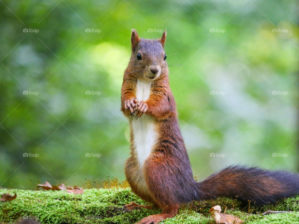 Cute red squirrel standing portrait