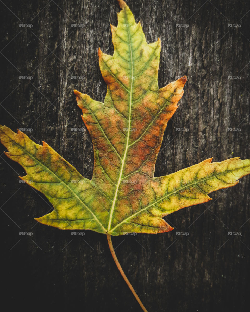 The glorious Mother Nature. Putting on a show with a vibrantly colored maple leaf.