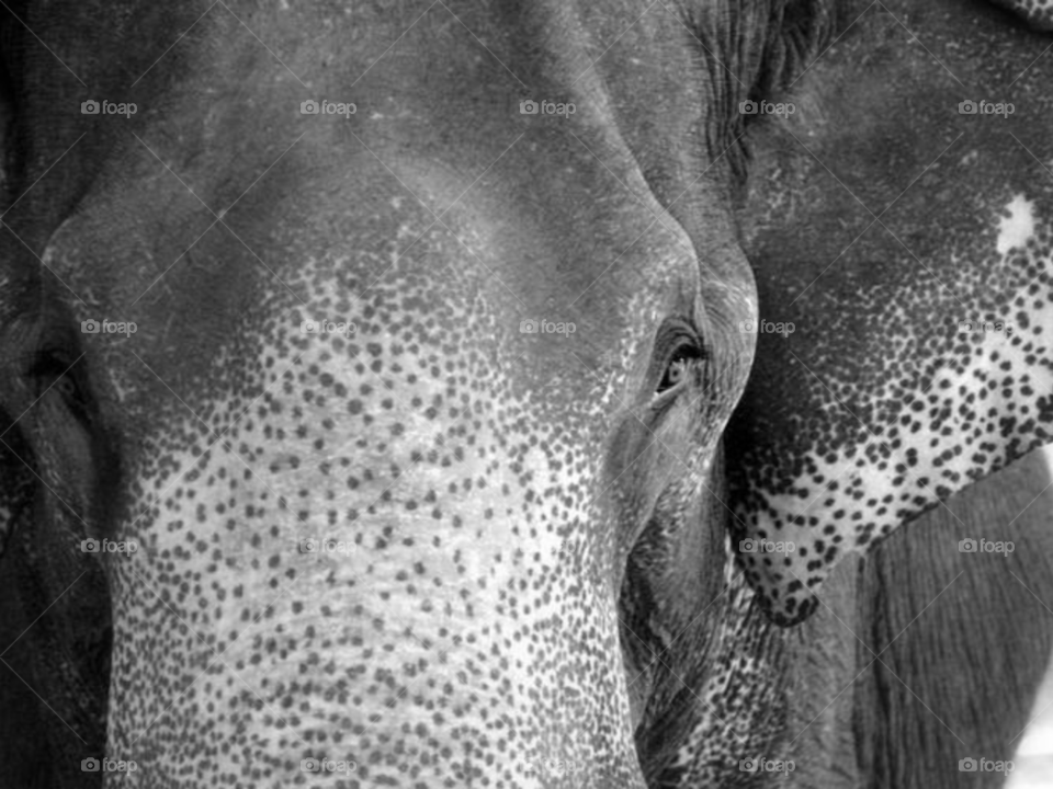 Black And White Elephant Face