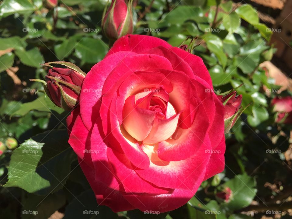 Double red rose bloom. Single double red rise in my Australian garden