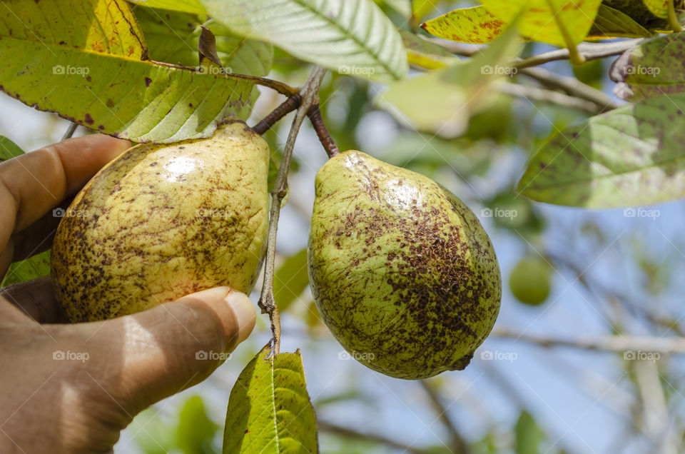 Holding To Remove Sunlit Guava Attached To Tree By Its Stem