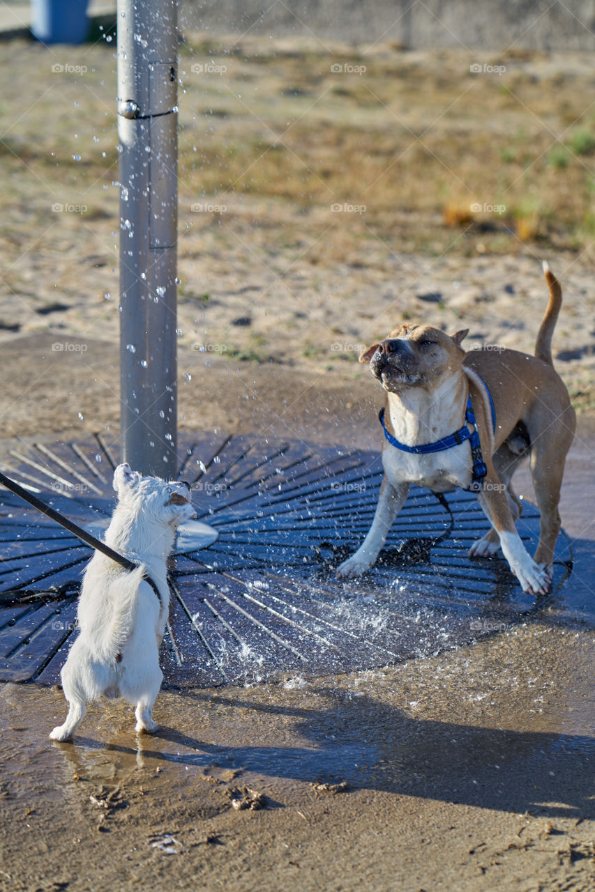 Two dogs