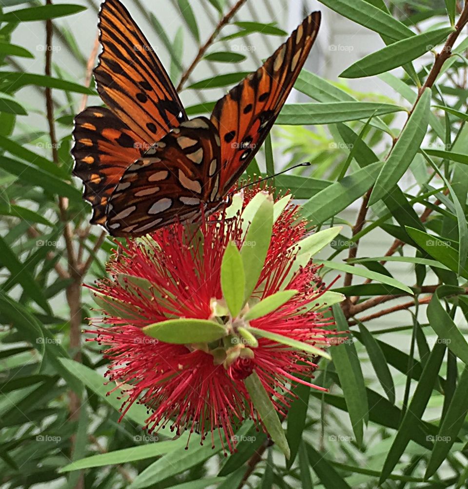 Butterfly on flower