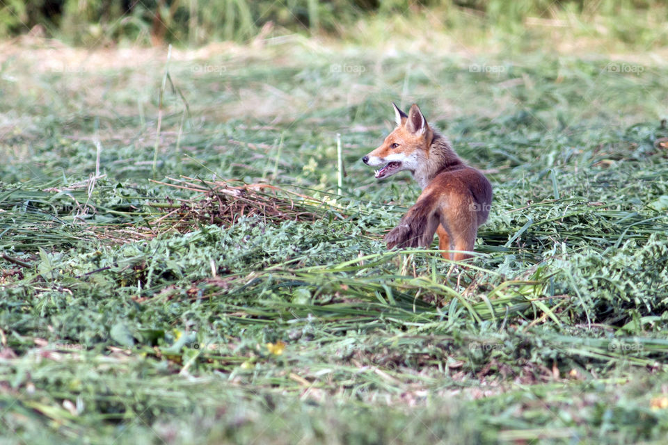 Fox standing on grass