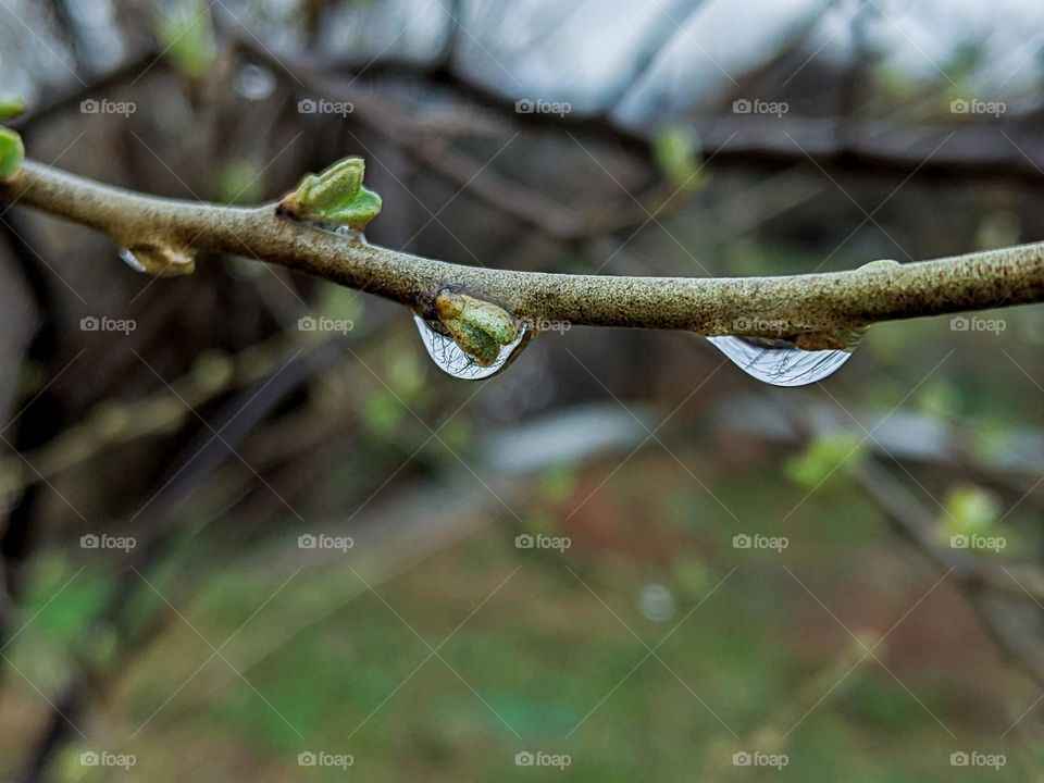 Barberry tree in rain day in a spring