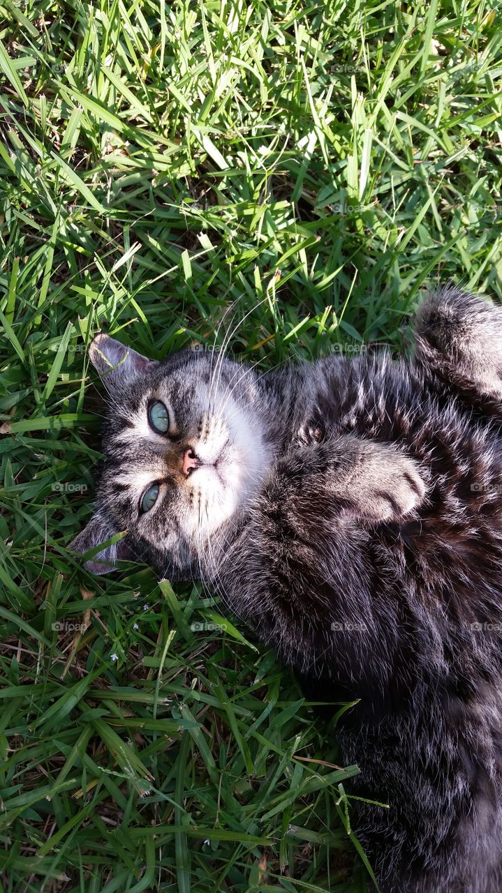 High angle view of a cat lying in grass