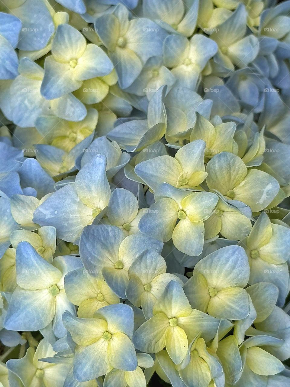 Blue hydrangeas 