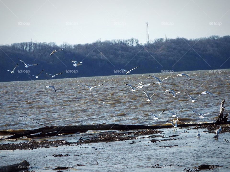 Birds flying over the Mississippi River