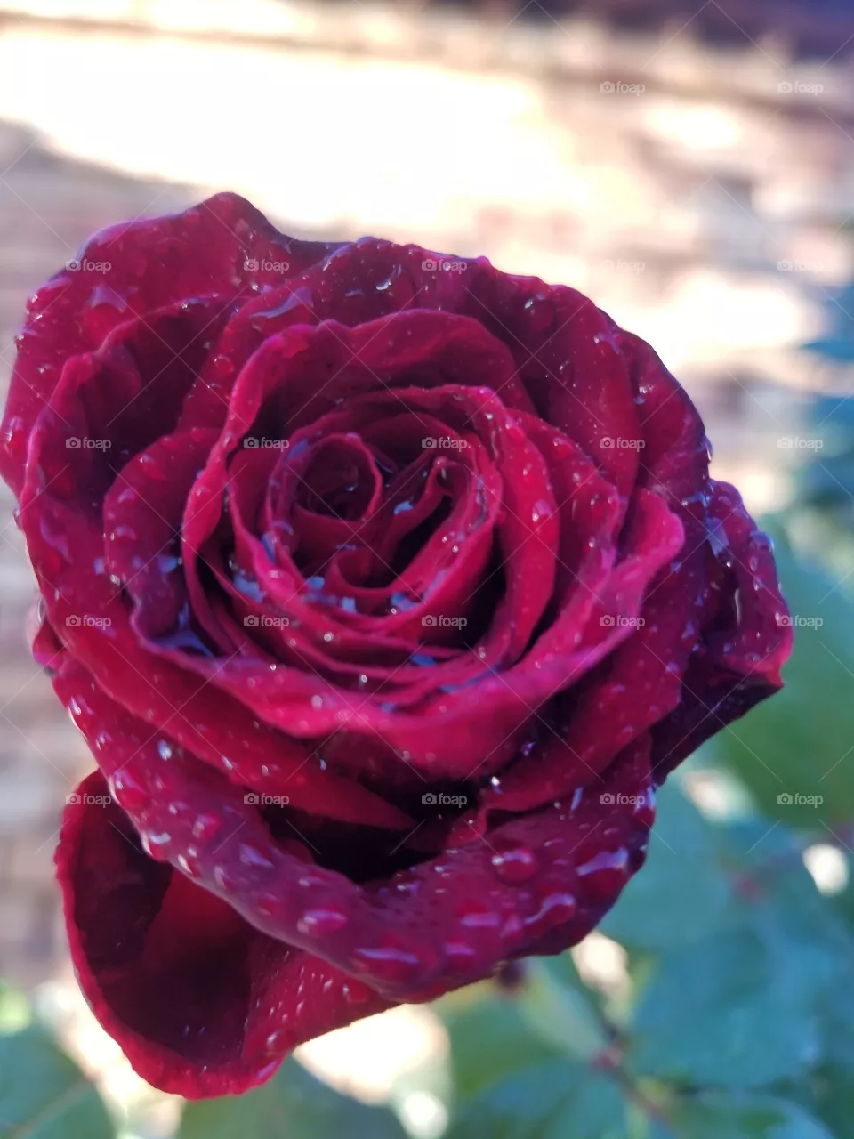rose rain
