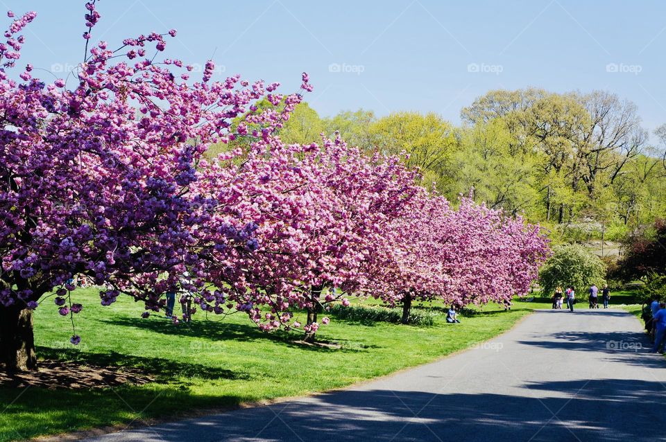 Flowering trees all in a row, vibrantly pink and beautiful lines a quiet serene walkway. 