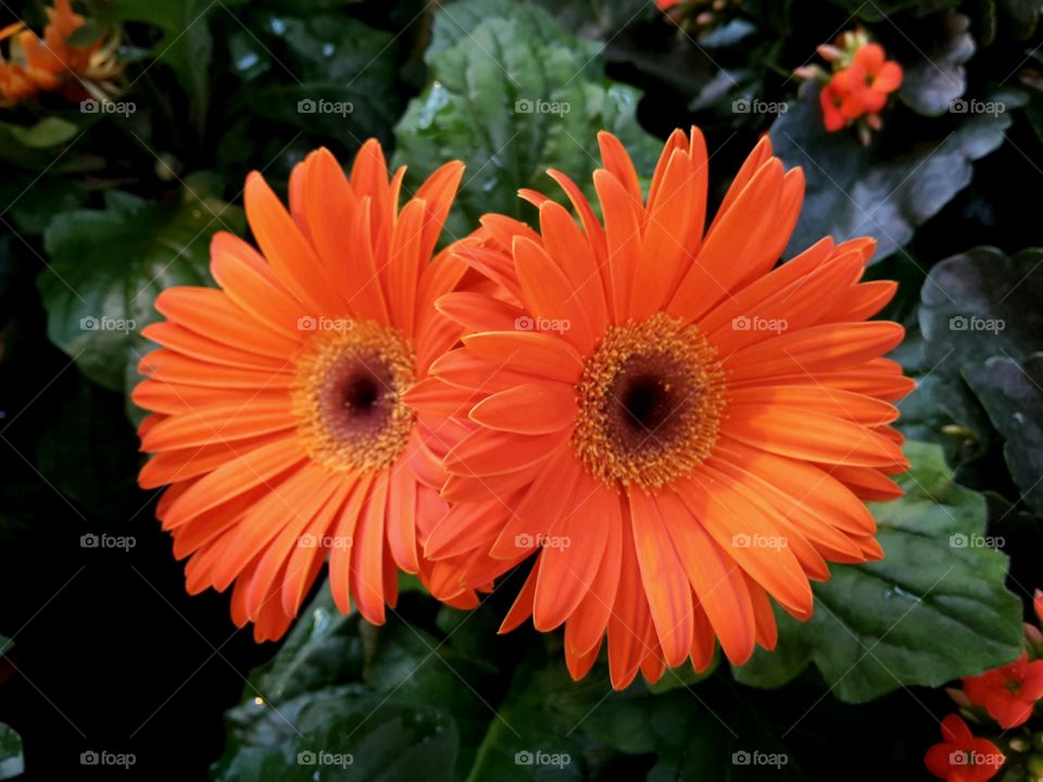 two orange colored ger