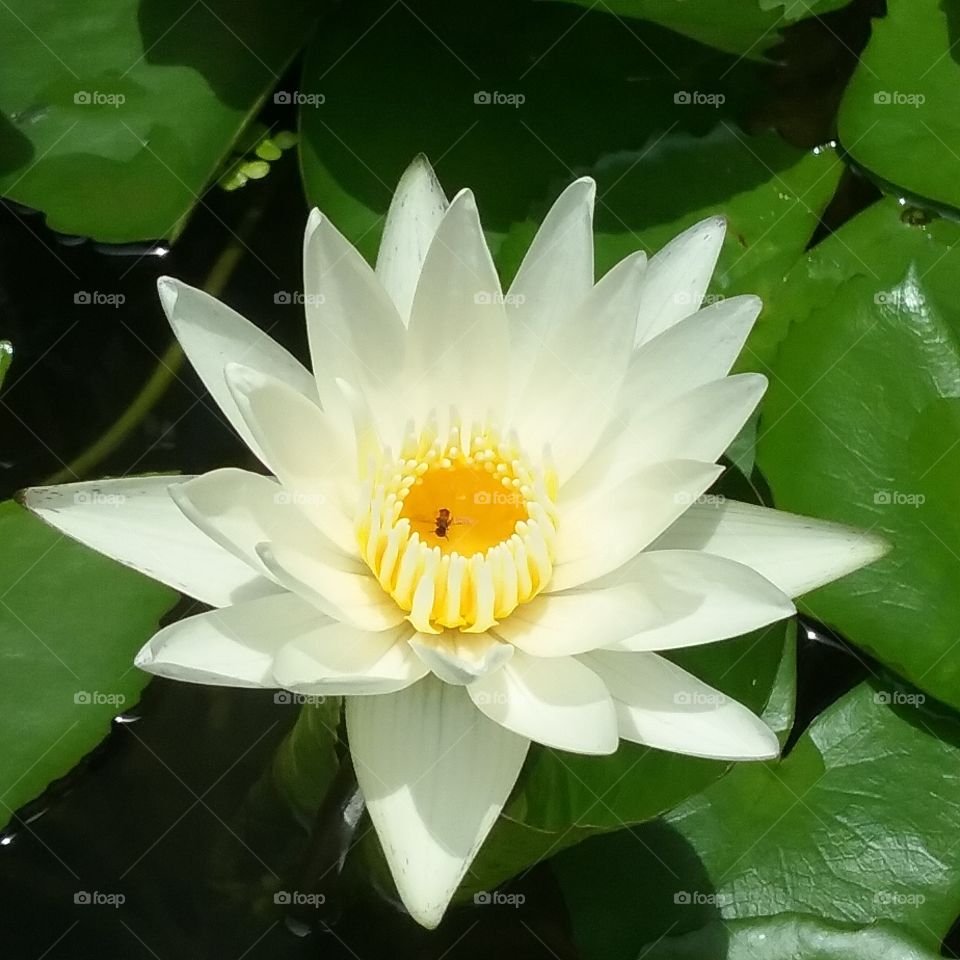 The white little lotus and the bee.