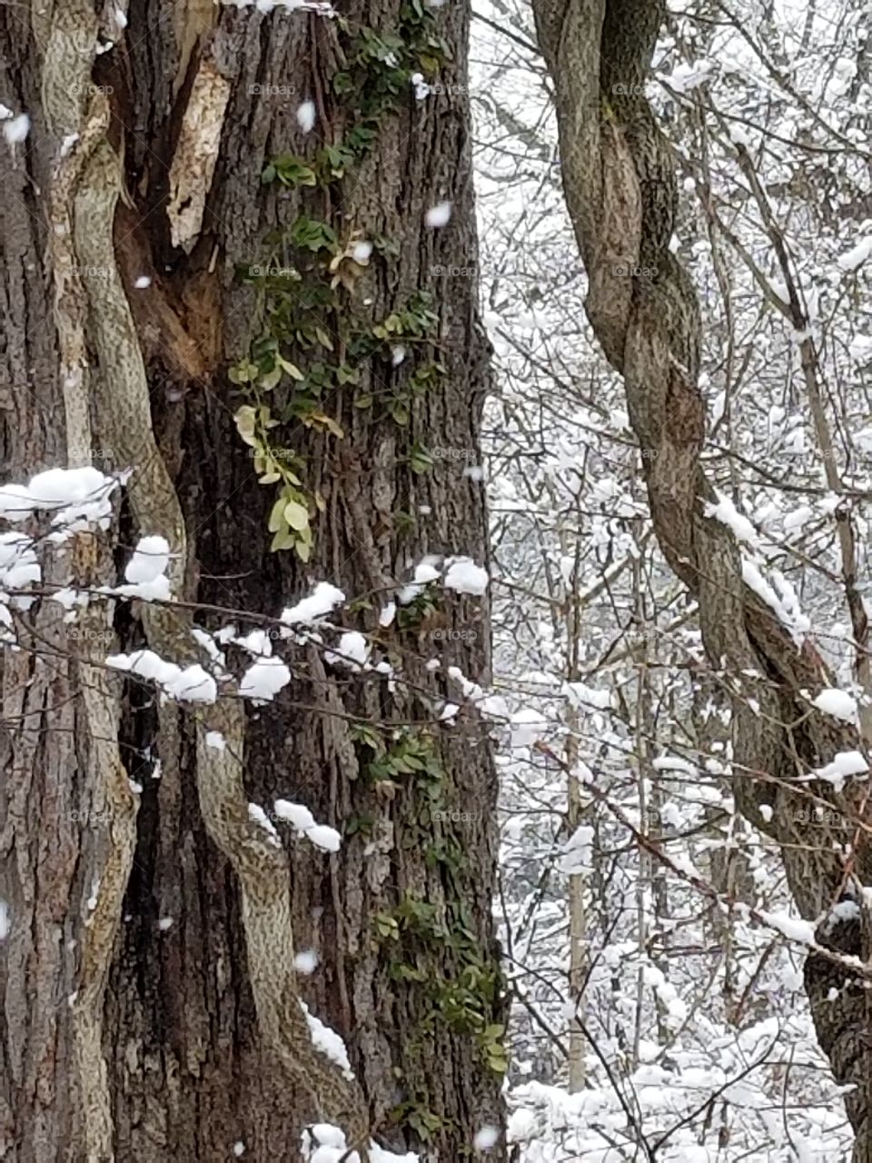 knarled tree and snow
