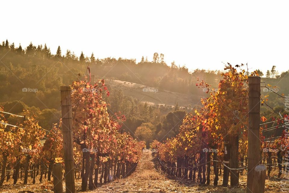 Vineyard in Fall